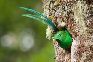 chim-quetzal