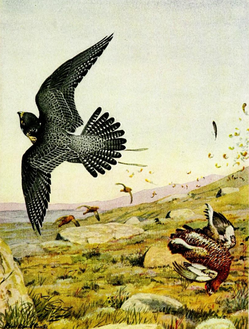 Falconry_sport_of_kings_(1920)_Peregrine_falcon_striking_red_grouse.png