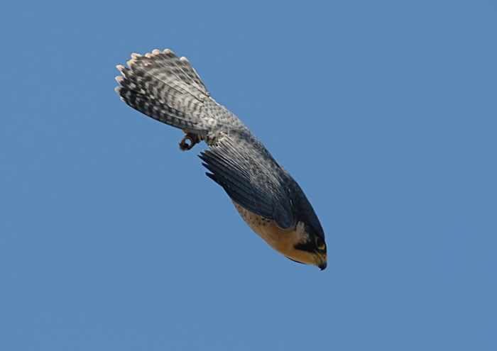 peregrine-falcon-diving.jpg