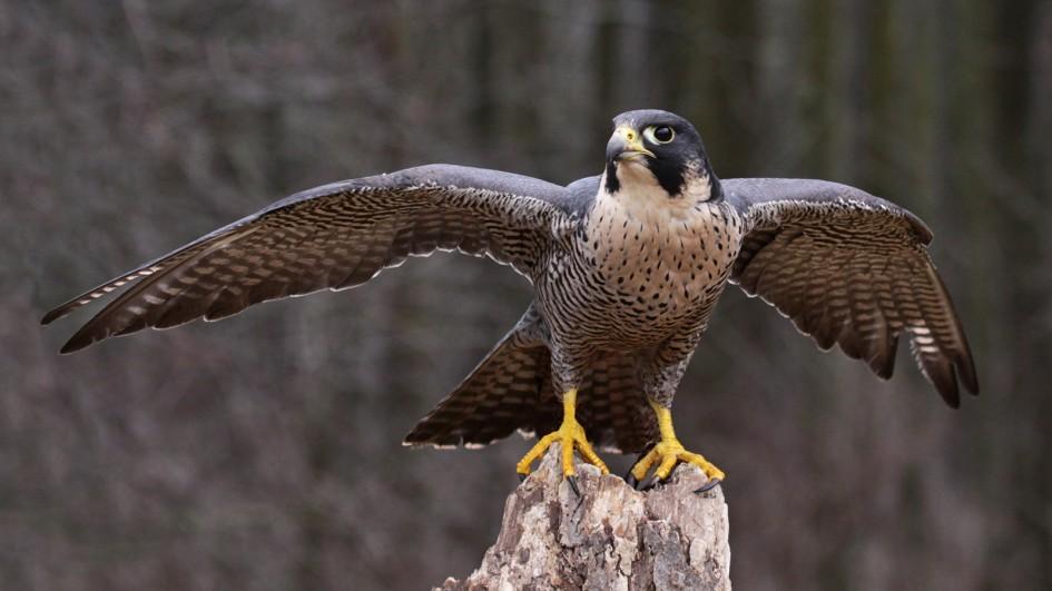 peregrine-falcon-wings-extended.adapt.945.1.jpg